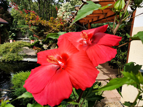 Blume Rot Garten.jpg